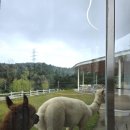 콘테이너목장 | 가평 양떼목장 아이랑 방문 후기 - 먹이주기 체험, 커피도 맛있음! 동물 좋아하는 아이랑 가볼만한 곳