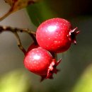 (주)나무대통령 이미지