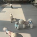 행복하게 해줄개 이미지