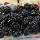 승도농장 이미지