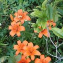 하늘나리 민박 이미지