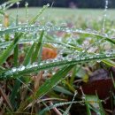 새벽이슬 이미지