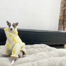 플레이독(애견유치원&호텔) 이미지