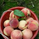 첫골농장 이미지