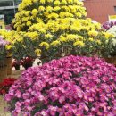 솔솔바람 이미지