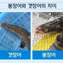아나고대가리 이미지