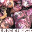 바로돼지 이미지