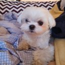 더마을펜션 이미지