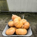 청송흑염소농장 이미지