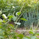 미경농장 이미지