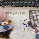 울산제이앤독애견샵