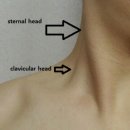 피네테스 이미지