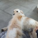 미쁜아토 이미지