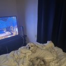 배곧코코동물병원 | 일산 정창수외과동물병원 TPLO 수술후 6개월 후기