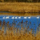 백조농장 이미지