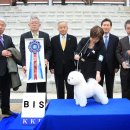 도그뉴스 이미지