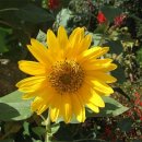 영희초등학교 이미지