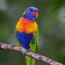 레인보우 앵무 이미지
