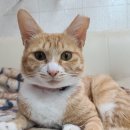 꼬리치는 강아지 이미지