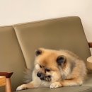 마이펫 부산대점 이미지