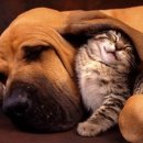 계명축산약품상사 | 전국 동물약국 정보