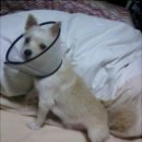 쮸 Daum카페