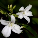 미소가득한의원 이미지