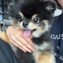 파라곤동물병원 | 강아지 고양이 공복토 설사 복명음 위장관 종합보조 영양제 시그니처바이 지아이캄 급여 내돈내산 후기