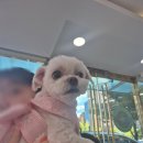 메르시 동물병원 | 울산 반려견 동반 펜션, 메르시 풀빌라