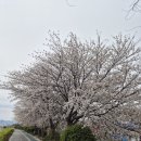 대한화반점