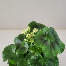 더숲엔젤 이미지