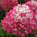 대성농원 이미지