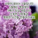 꽃잔디 ( 지면패랭이 꽃) 이미지