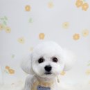 스타애견샵 이미지