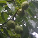 양지-3521 이미지