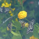 꽃과 나비 이미지