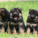 폴인퍼피 이미지