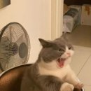 규니규니