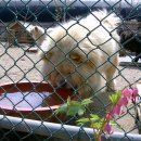 명품켄넬 이미지