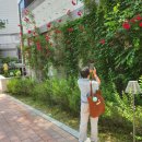 ​[성북구/길음동 수묵담채화] 장미를 처음 배운 초급반 수강생의 놀라운 작품