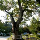 느티나무 이미지