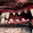 포곡동물병원 이미지