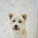 트리밍스튜디오제제 이미지