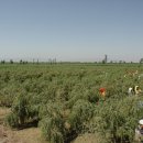 고지농장 이미지