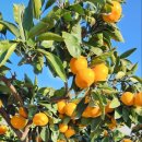 시은이네 농장 이미지