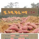 각종 고구마 판매 합니다~ 밤고구마, 호박, 황금, 자색고구마 10KG 단위입니다~ ^^(가격 수정후 재 등록) 이미지