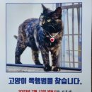 "제가 키우던 고양이가 느닷없이 폭행당했습니다"…경찰 수사 중 이미지