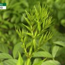 최병희농장 네이버블로그