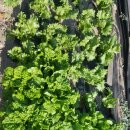 시골 농장 이미지