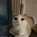 개스타일 이미지